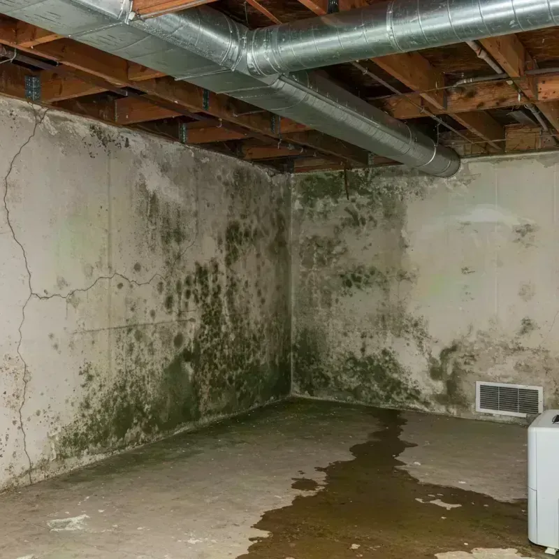 Professional Mold Removal in Red Bud, IL